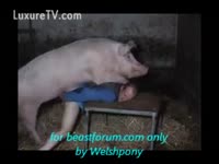 Zoo farm pig porn with teen